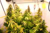 Kees’ Old School Haze archive 4