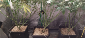 An image of Sour Tangie Dawg