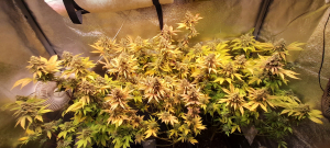 An image of Sour Tangie Dawg