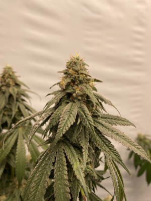 An image of Strawberry Cookies