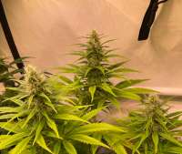 Amnesia: strain page photo, credit seedfinder.eu, copyright status shown with credit copyright unverified