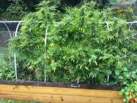 Legend OG: strain page photo, credit seedfinder.eu, copyright status shown with credit copyright unverified