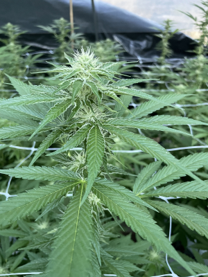 Lemon Vuitton: strain page photo, credit seedfinder.eu, copyright status shown with credit copyright unverified