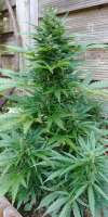 An image of Big Devil #2 Auto