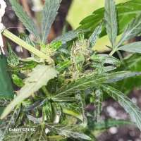 An image of Big Devil XL Auto