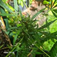 An image of Big Devil XL Auto