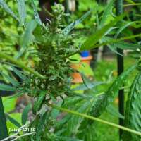 An image of Big Devil XL Auto