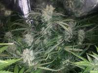 An image of Big Devil XL Auto