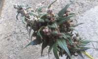 An image of Black Cream Auto