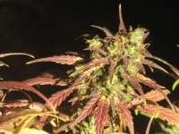 An image of Black Cream Auto