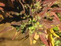 An image of Black Cream Auto