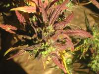 An image of Black Cream Auto