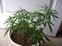 An image of Black Jack