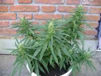 An image of Black Jack