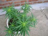 An image of Black Jack