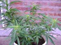 An image of Black Jack