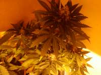 An image of Black Jack Auto