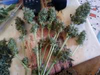 An image of Black Jack Auto