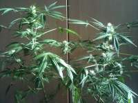 An image of Black Jack Auto