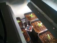 An image of Black Jack Auto