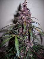 An image of Bloody Skunk Auto
