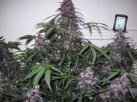 An image of Bloody Skunk Auto