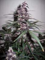 An image of Bloody Skunk Auto