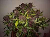 An image of Bloody Skunk Auto