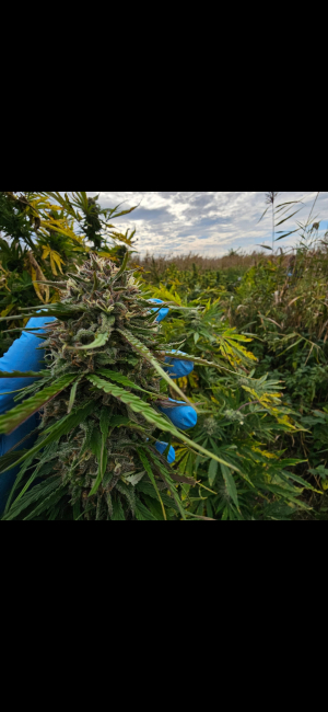 Cream Caramel: strain page photo, credit seedfinder.eu, copyright status shown with credit copyright unverified