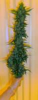An image of Cream Mandarine Auto