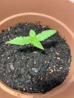 An image of Cream Mandarine Auto