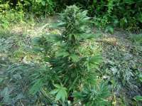 An image of Cream Mandarine Auto