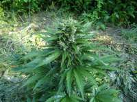 An image of Cream Mandarine Auto