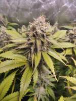 An image of Cream Mandarine F1 Fast Version