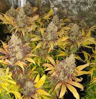 An image of Cream Mandarine F1 Fast Version