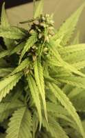 An image of Cream Mandarine XL Auto