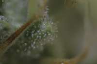 An image of Cream Mandarine XL Auto