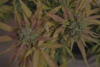 An image of Cream Mandarine XL Auto