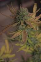 An image of Cream Mandarine XL Auto