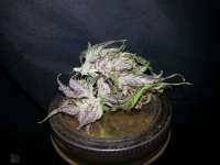 Dark Devil Auto archive 1