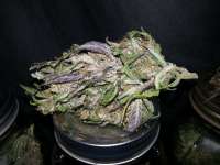 Dark Devil Auto archive 2