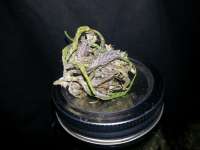 Dark Devil Auto archive 3