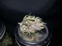 Dark Devil Auto archive 4