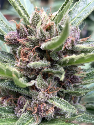 An image of Diablo Rojo XL Auto