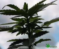 Fast Bud Auto archive 4