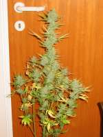 Fast Bud Auto archive 2