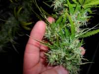 Fast Bud Auto archive 5