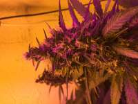 An image of Green Poison Auto