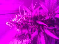 An image of Green Poison Auto