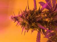 An image of Green Poison Auto